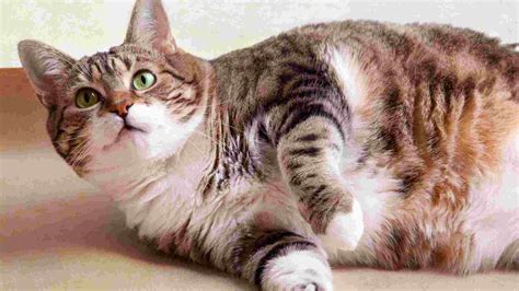 best food for overweight cat.